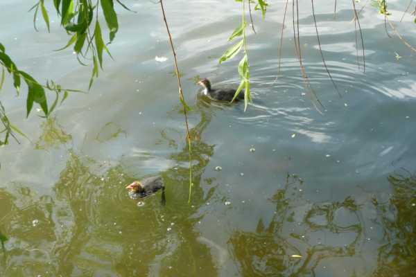 Ducklings