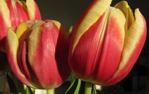 Close-up Close-up