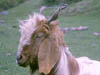 Wildlife