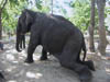 Wildlife