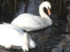Wildlife