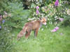 Wildlife