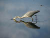 Wildlife