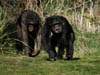 Wildlife