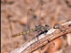 Wildlife