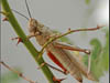 Wildlife