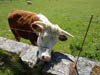 Wildlife