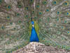 Wildlife