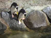 Wildlife