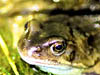 Wildlife
