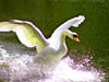 Wildlife