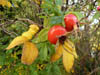 Autumn Colours