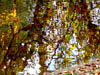 Autumn Colours