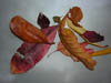 Autumn Colour