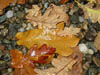 Autumn Colours