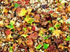 Autumn Colours