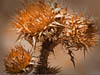 Autumn Colours