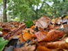 Autumn Colour