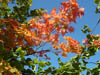 Autumn Colours