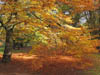 Autumn Colours