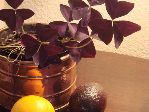 Still Life