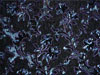 Repeating Patterns