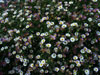 Repeating Patterns