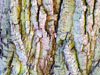 Repeating Patterns