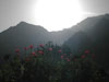 Landscapes