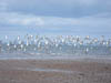 Seascapes