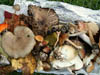 Fungi