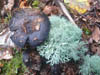 Fungi