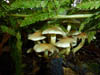Fungi