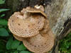 Fungi