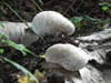 Fungi