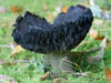 Fungi