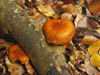 Fungi