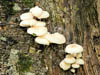 Fungi