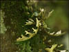 Fungi