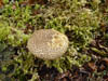 Fungi
