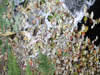Fungi