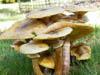 Fungi
