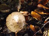 Fungi