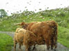photography